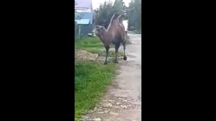 По улицам Костромы начали гулять верблюды