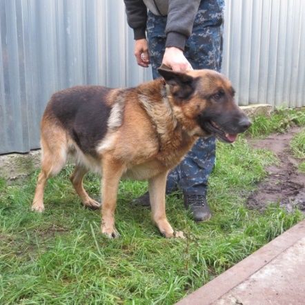 Костромские полицейские решили подарить жителям трёх прекрасных собак