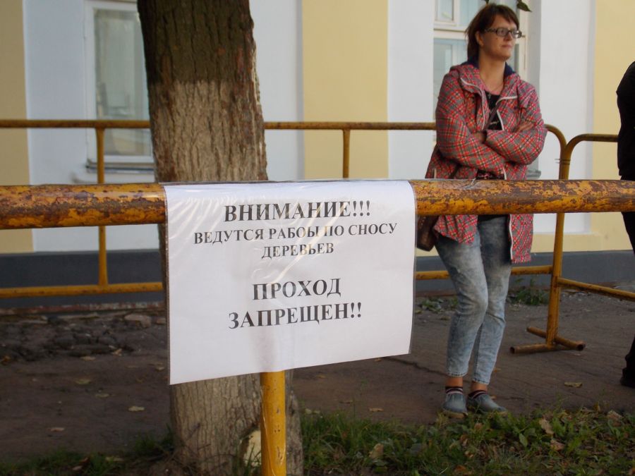 97 процентов деревьев в Костроме – опасно больны