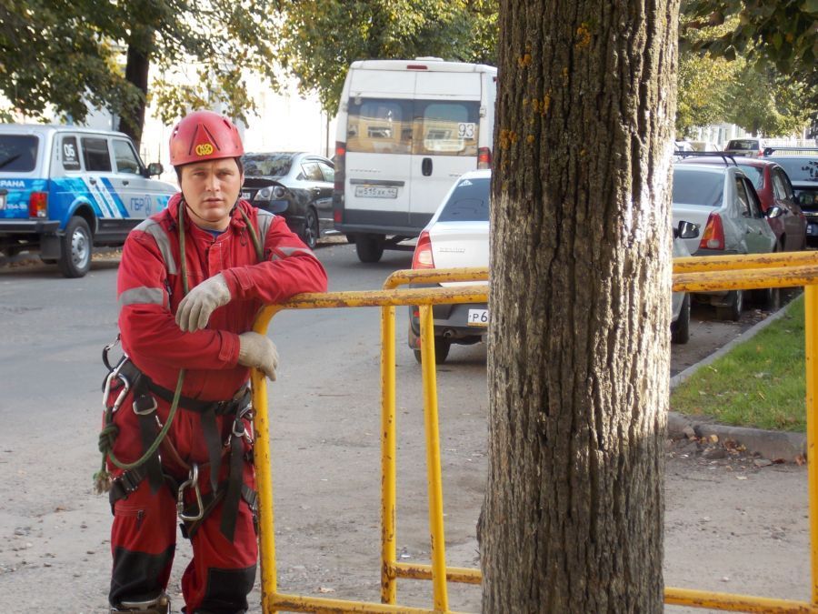 Рубку деревьев на улице Шагова снова приостановили