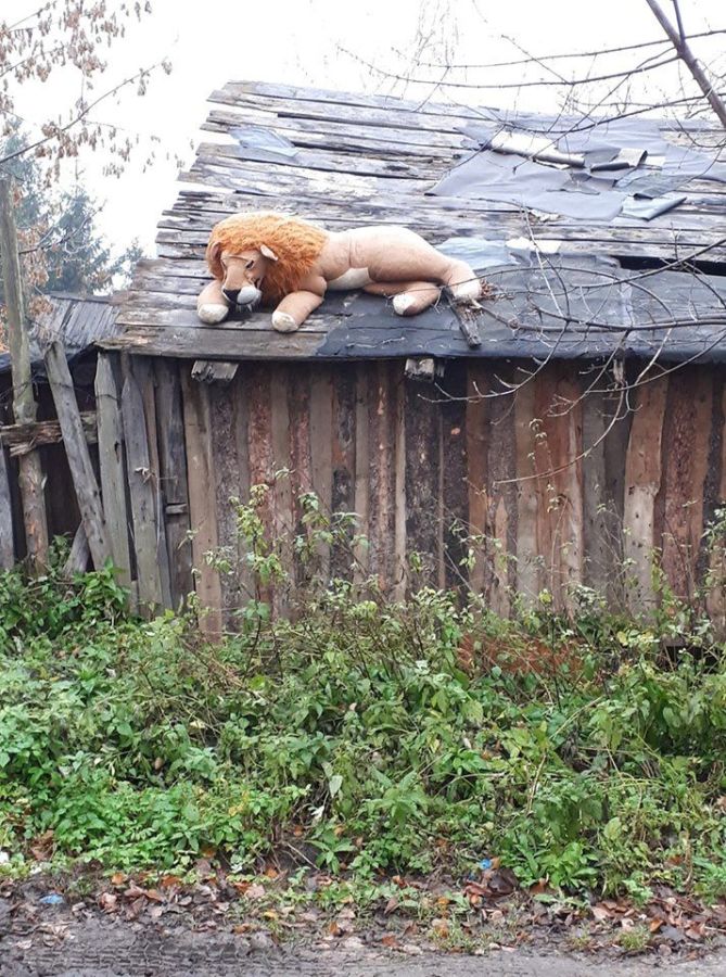 Огромный лев охраняет старый сарай в Костроме