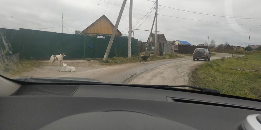 Бродячие собаки нападают на детей в посёлке под Костромой