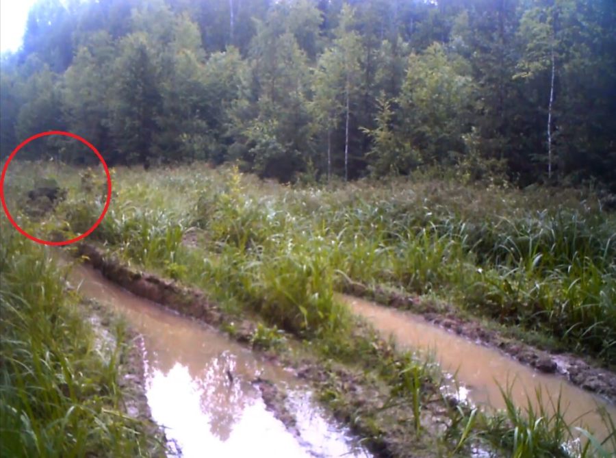 Камерам удалось заснять самого жестокого хищника костромских лесов