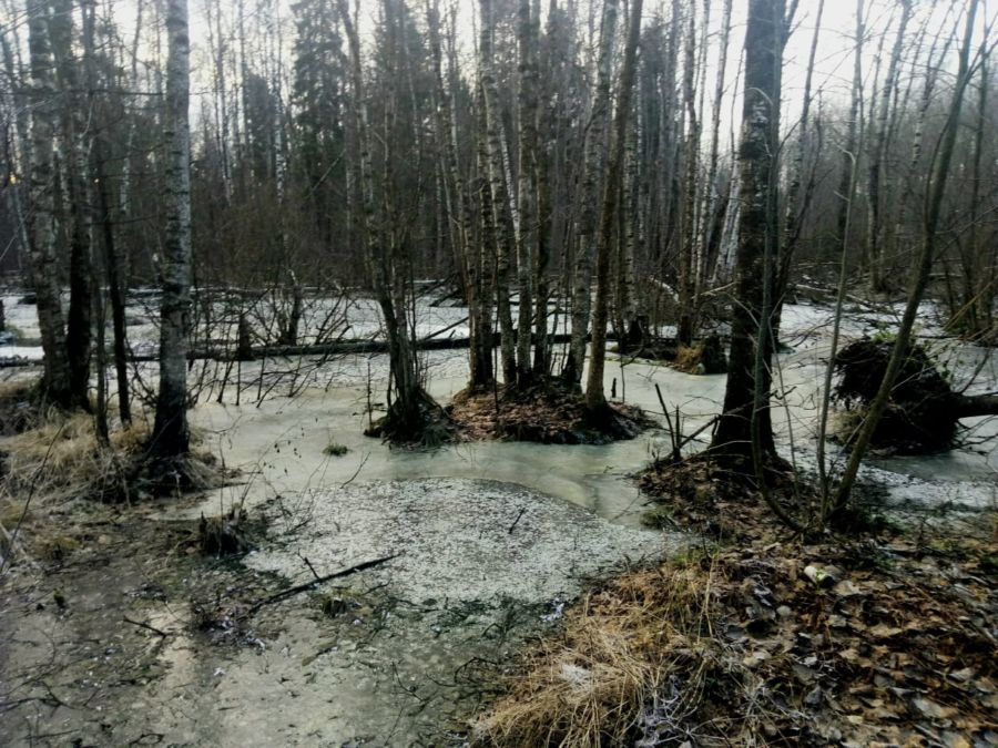 Знаменитая русская роща в Костроме превратилась в фекальное болото