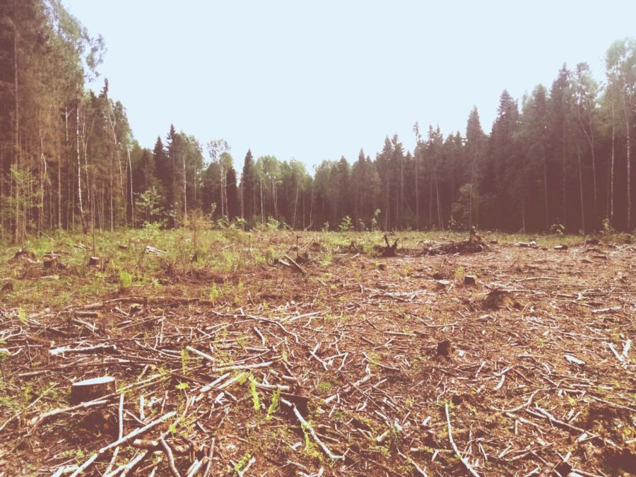 Лес на миллион: костромская компания незаконно вырубила сосны и ели