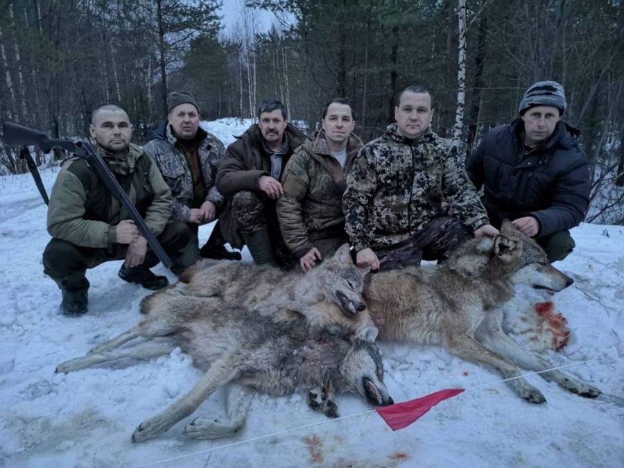 Охотники остановили нашествие волков в Костромской области