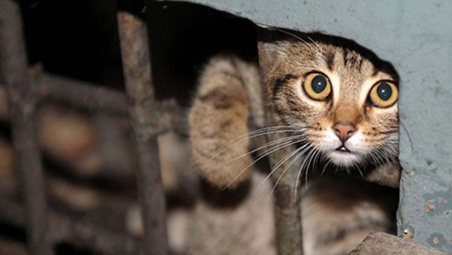 Жители дома в Костроме замуровали кошек в подвале и разругались