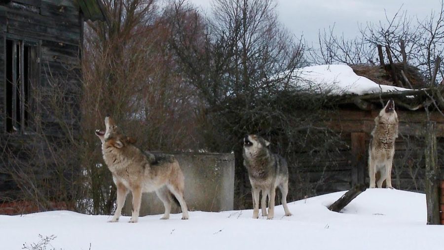 Костромские волки сожрали 11 собак – люди уже серьезно боятся