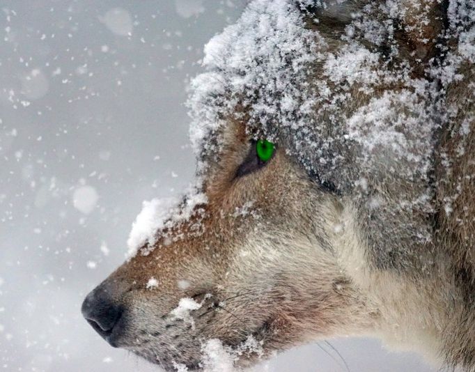 Волки собираются сожрать всех костромских бобров из-за голодной зимы