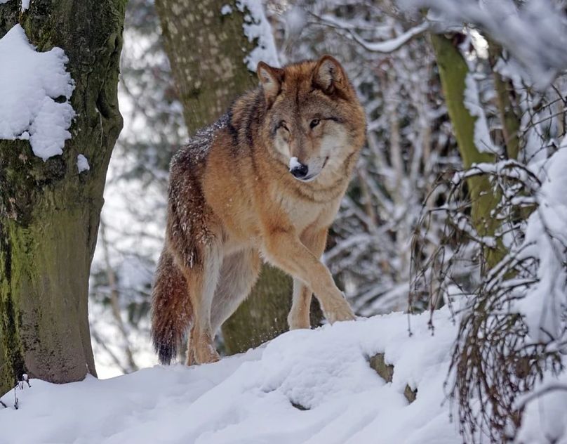 Волки едят собак костромичей из-за отсутствия снега