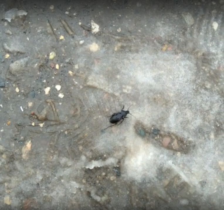 Огромные жуки начали ползать по Костроме в январе