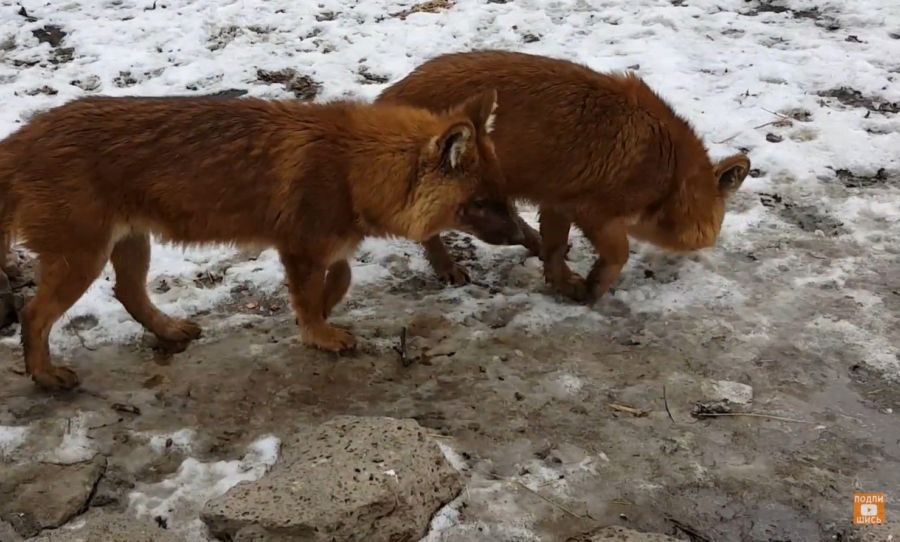 Костромской зоопарк забрал у Нижнего Новгорода редких красных волков