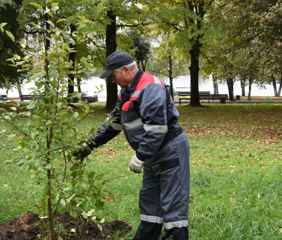 Тысячи новых деревьев будут расти в Костроме