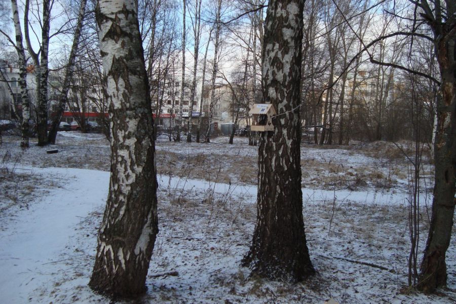 Кормушки для птиц в Костроме украли вместе с кормом