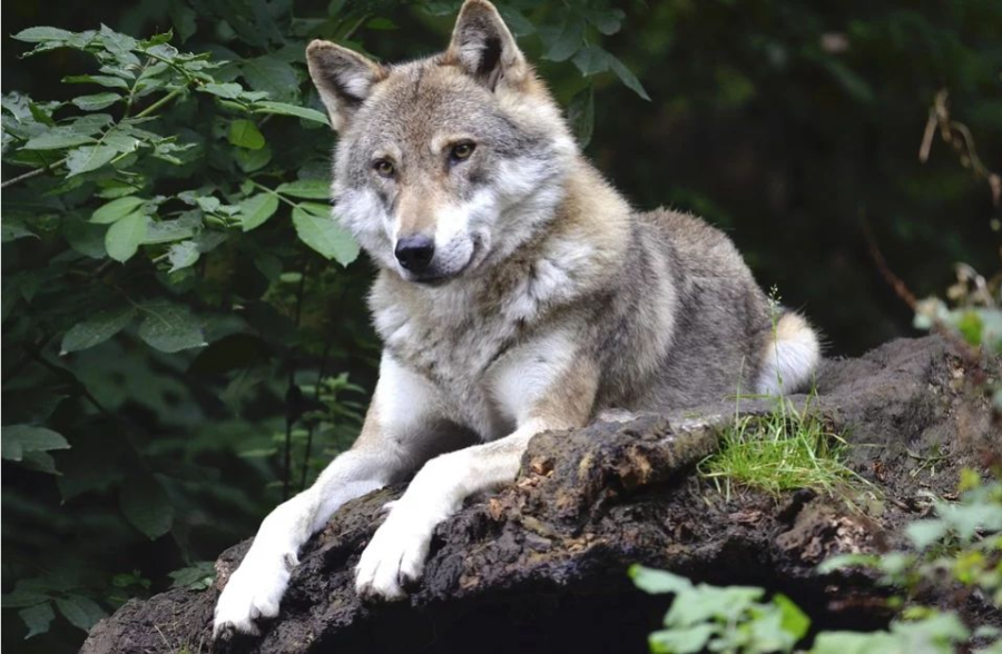 За головы волков в Костромской области объявили неплохое вознаграждение