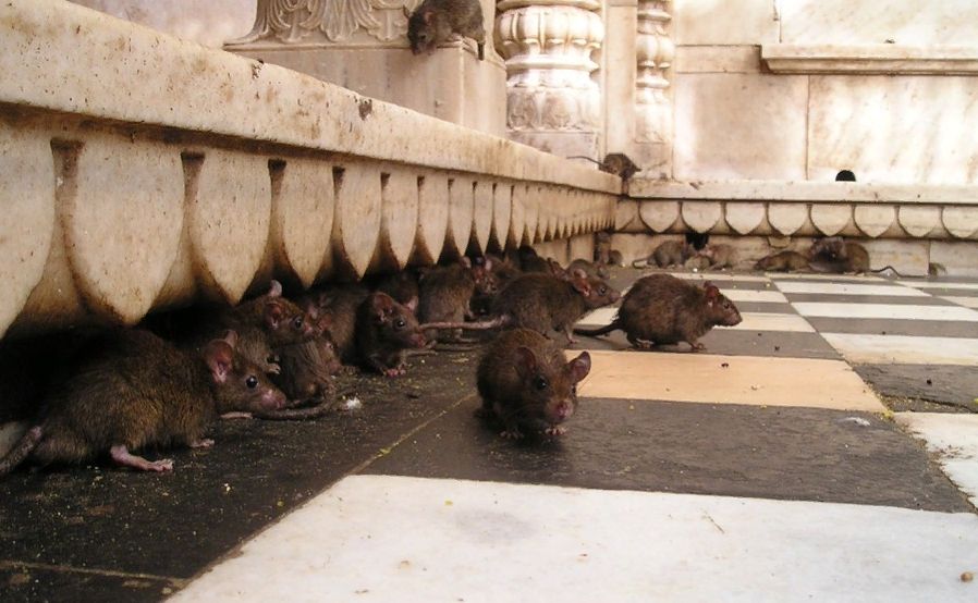 Костромичи готовятся к крысиному нашествию в своих домах