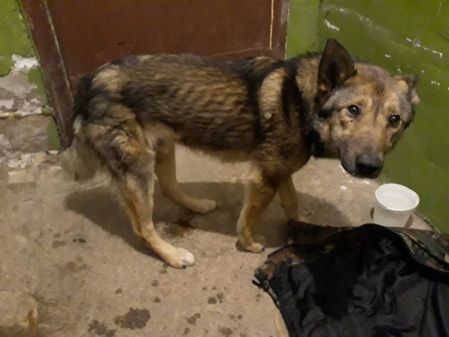 Живодёры в Костроме обстреляли пса из пневматического оружия