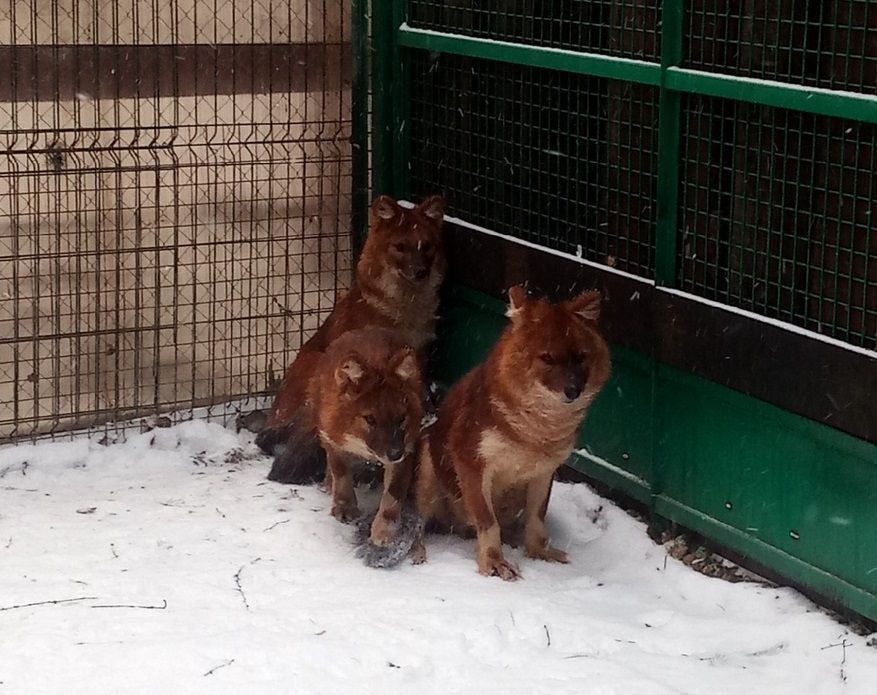 Редких красных волков прячут от костромичей в зоопарке