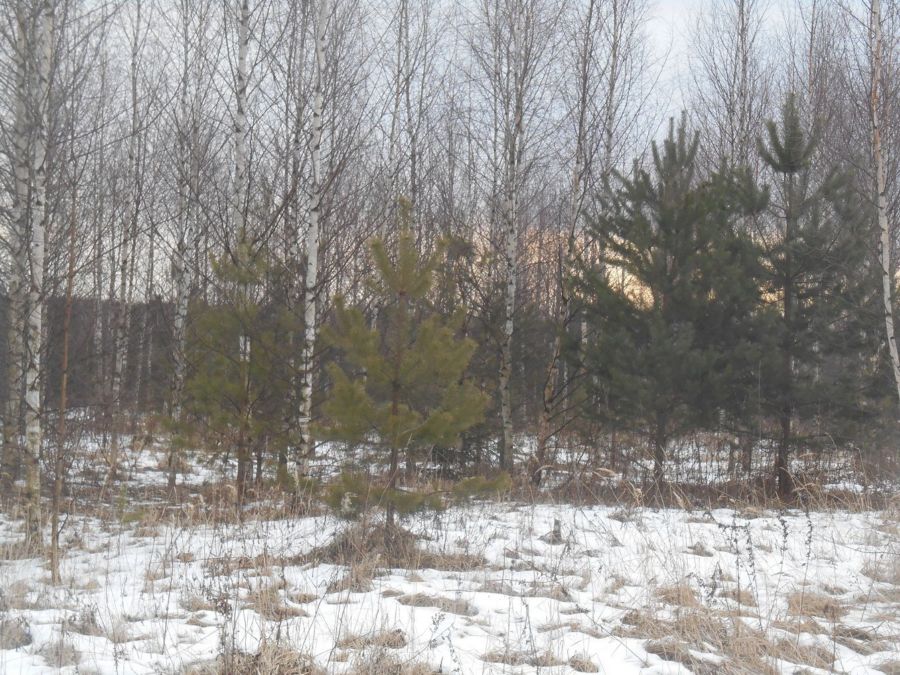 Землевладелица подарила свой лес Костромскому району