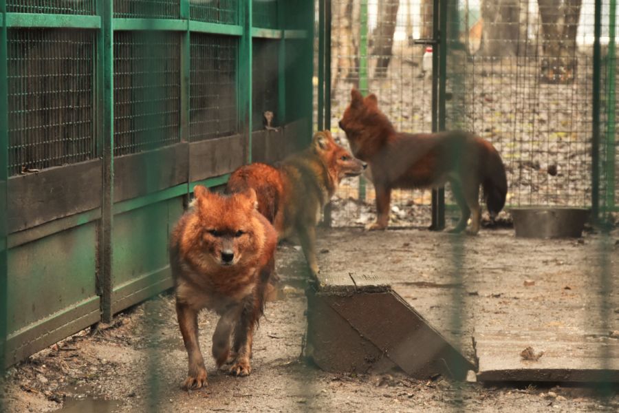 Красные волки вырвались из карантина в Костроме