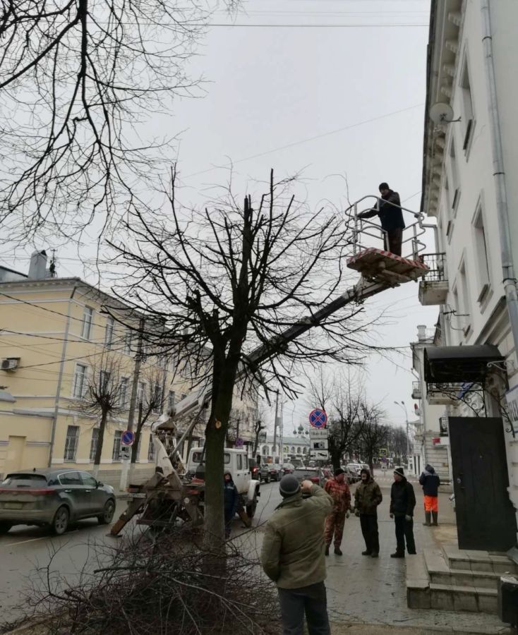 Деревьям в Костроме начали делать омолаживающие стрижки