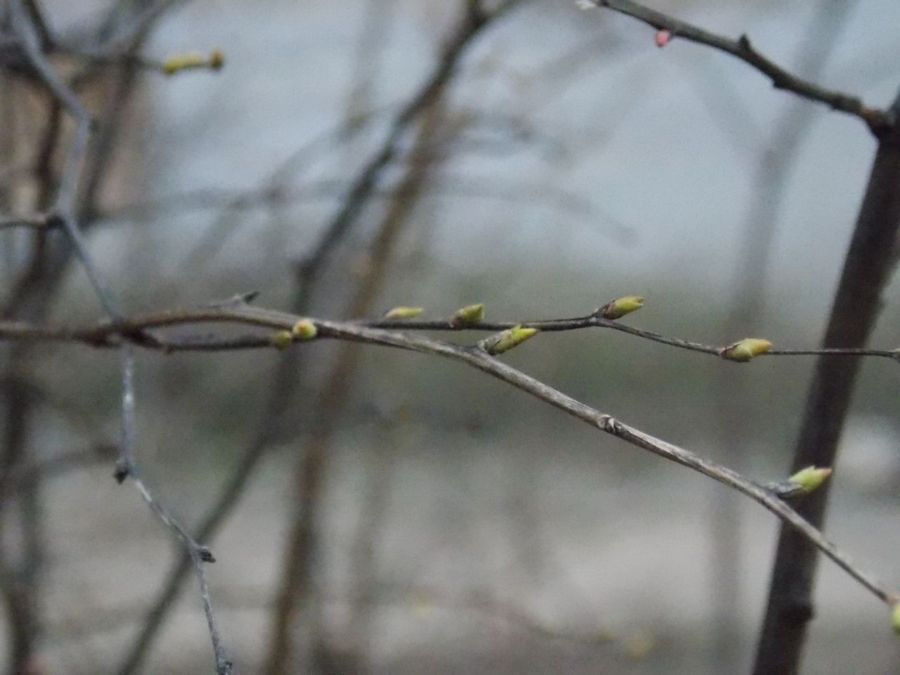 Скоро листья: деревья и кусты в Костроме начали покрываться зрелыми почками