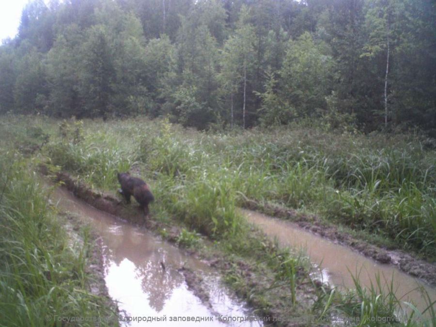 Хищный и опасный зверь таинственно исчез из костромского леса