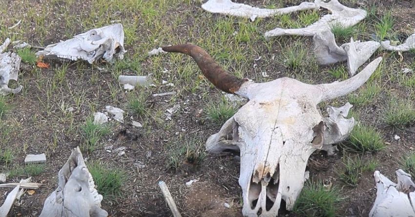 Кости и черепа незаконно разбрасывали в Костромской области