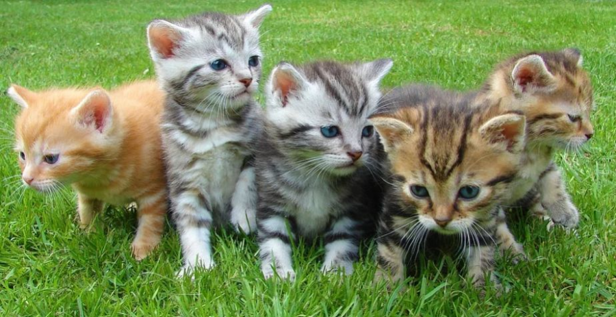 Человеческая злоба породила улицу кошек в костромском городе