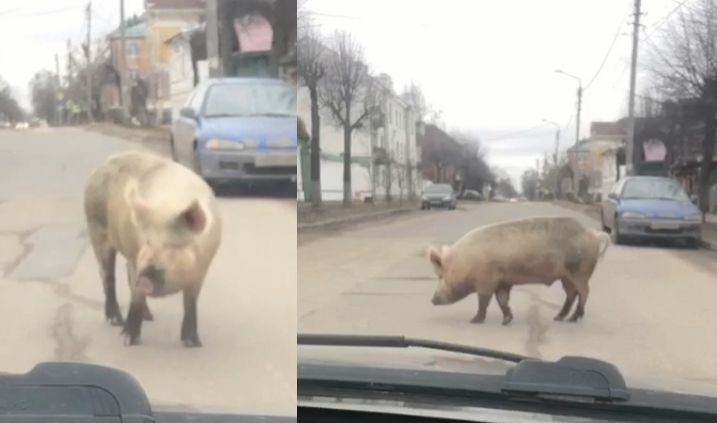 Огромную свинью в центре Костромы назвали символом ситуации в городе
