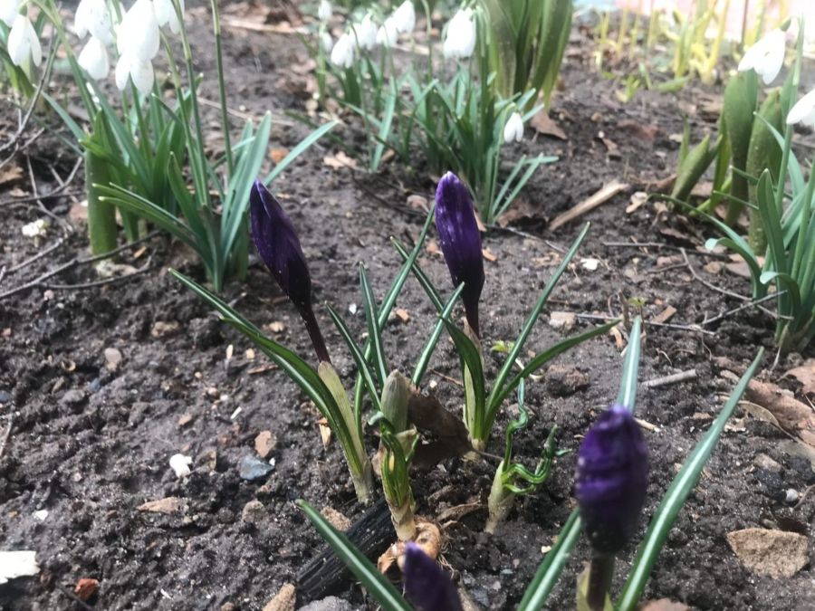 Апрельские цветы решили удивить костромичей в этом мрачном марте