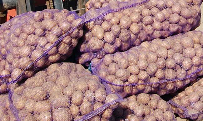 Костромским студентам подарили сотни килограммов овощей