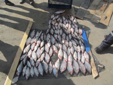 Тысячу рыб-матерей убили в Костромской области