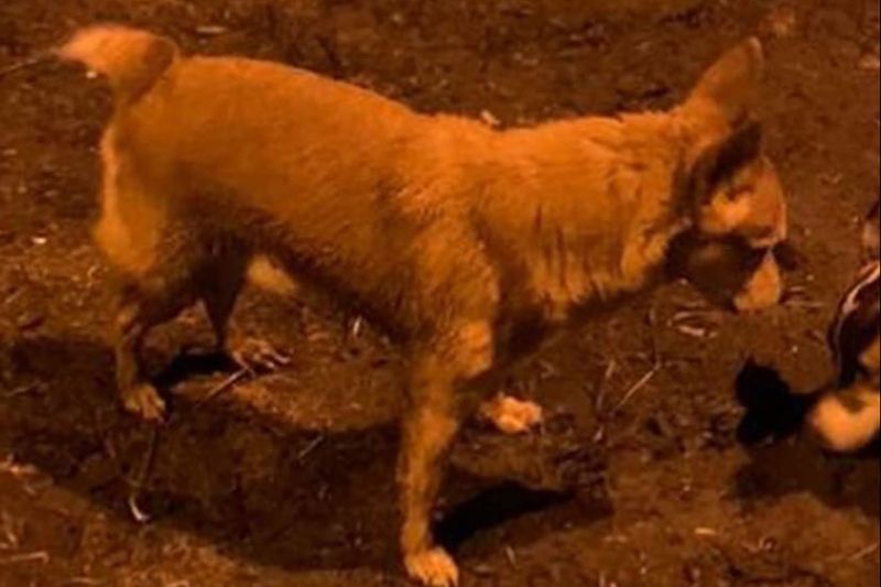 Пропавший костромской пес добрел до Московской области