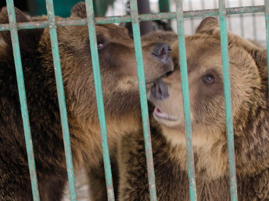 Медведице Маше из Костромы шлют любовные послания в зоопарк