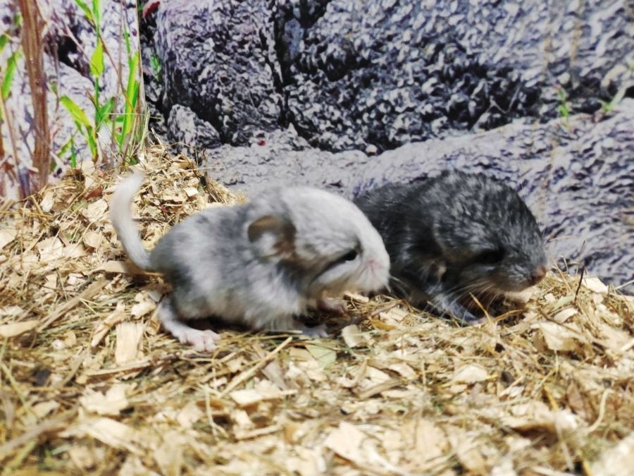 Время милоты: в зоопарке Костромы родились две пушистые шиншиллы