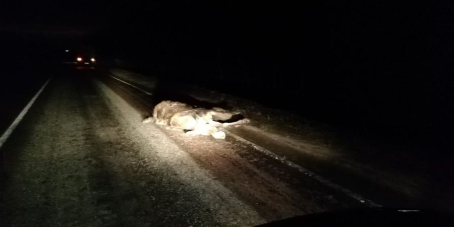 Костромской лось погиб в страшной аварии с «Газелью»