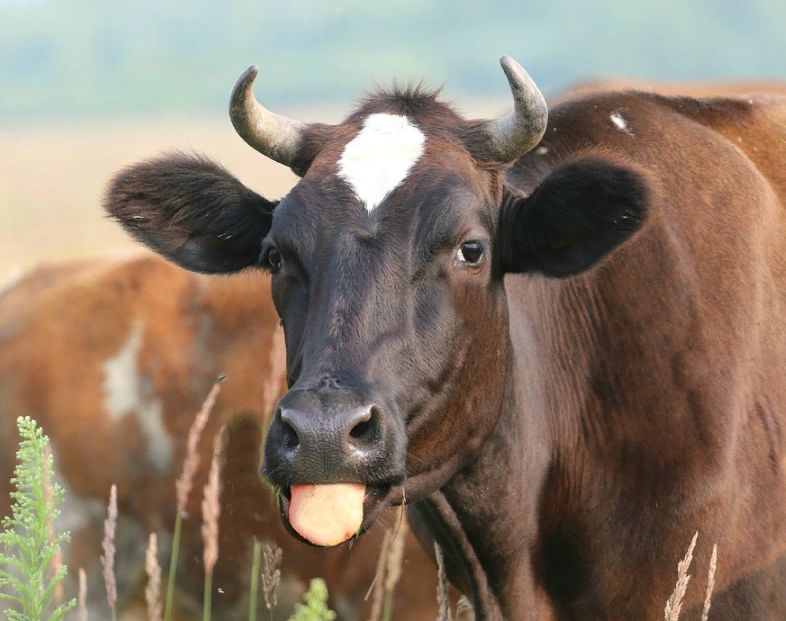 Не коронавирусом единым — костромские коровы стали давать невероятно много молока
