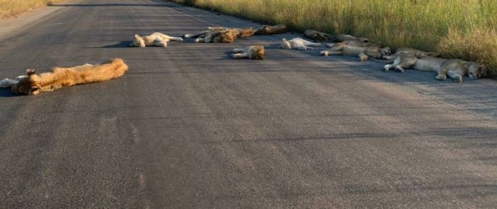 Ждем медведей на дорогах: какие животные выходят на костромские трассы из-за изоляции