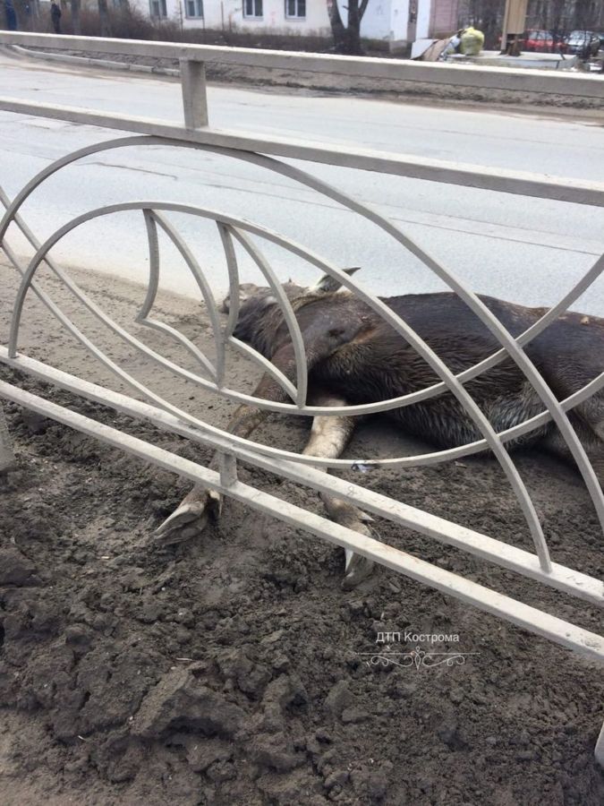 Лось загадочно погиб возле автовокзала в Костроме
