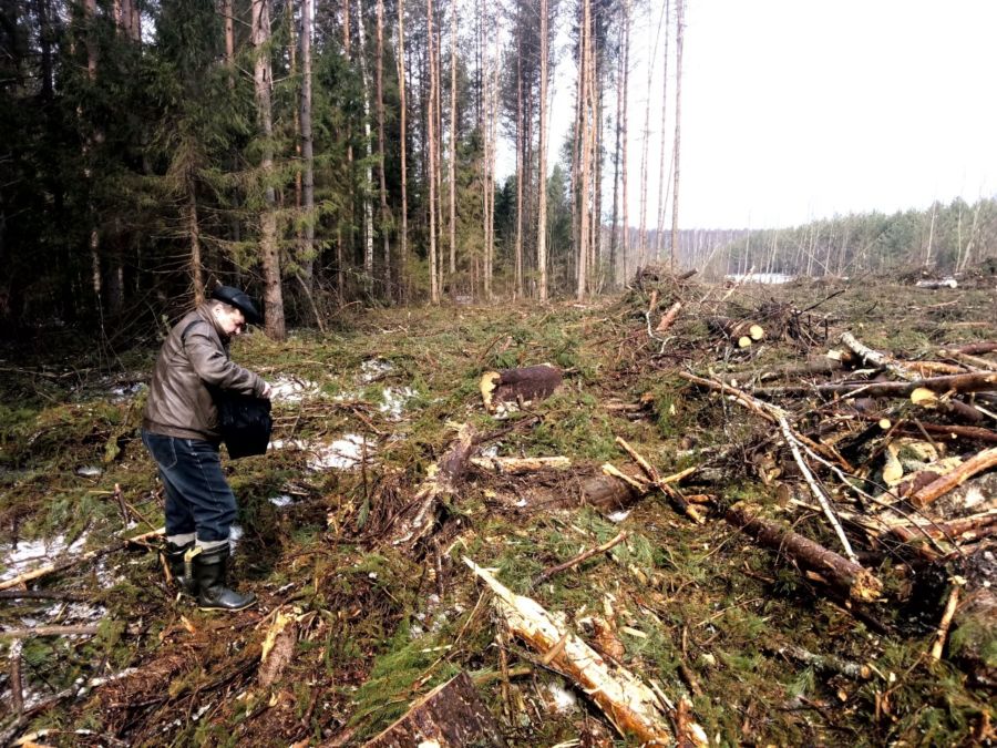 После скандала с экопоселением под Костромой чиновников обязали пересчитать все костромские деревья