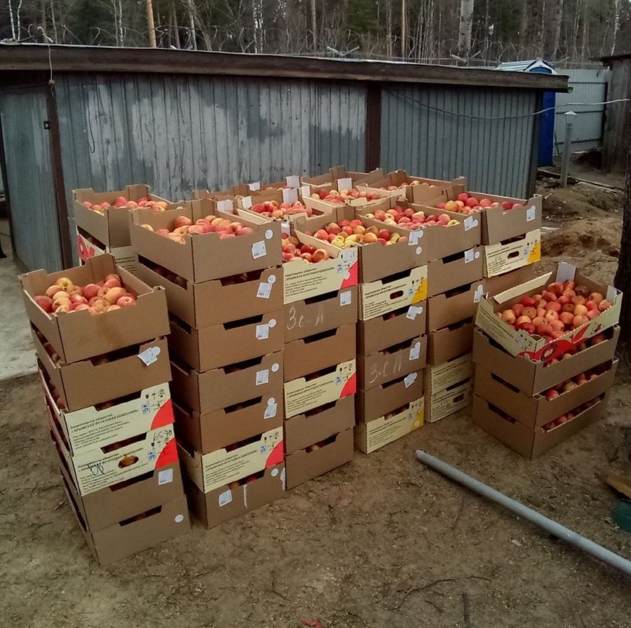Животным костромского зоопарка подарили тонну яблок