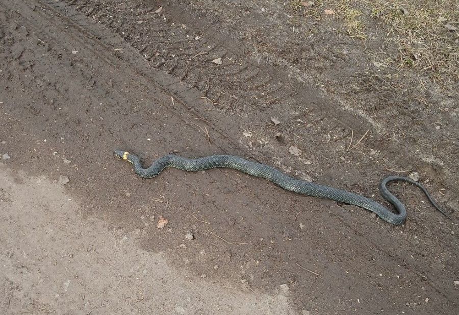 Огромные змеи начали выползать в костромские города
