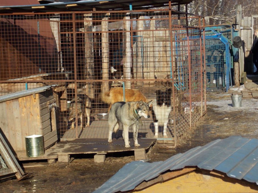 Главный приют для животных в Костроме оказался на грани закрытия