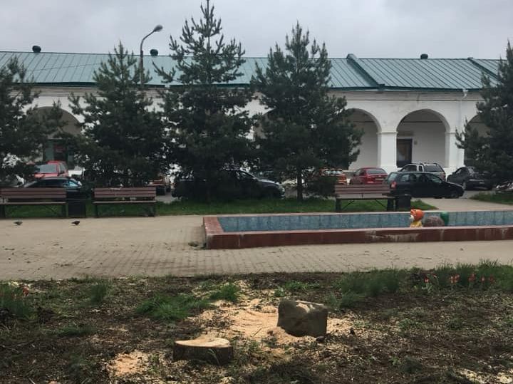 Чиновники оправдались в вырубке огромной голубой ели в центре Костромы