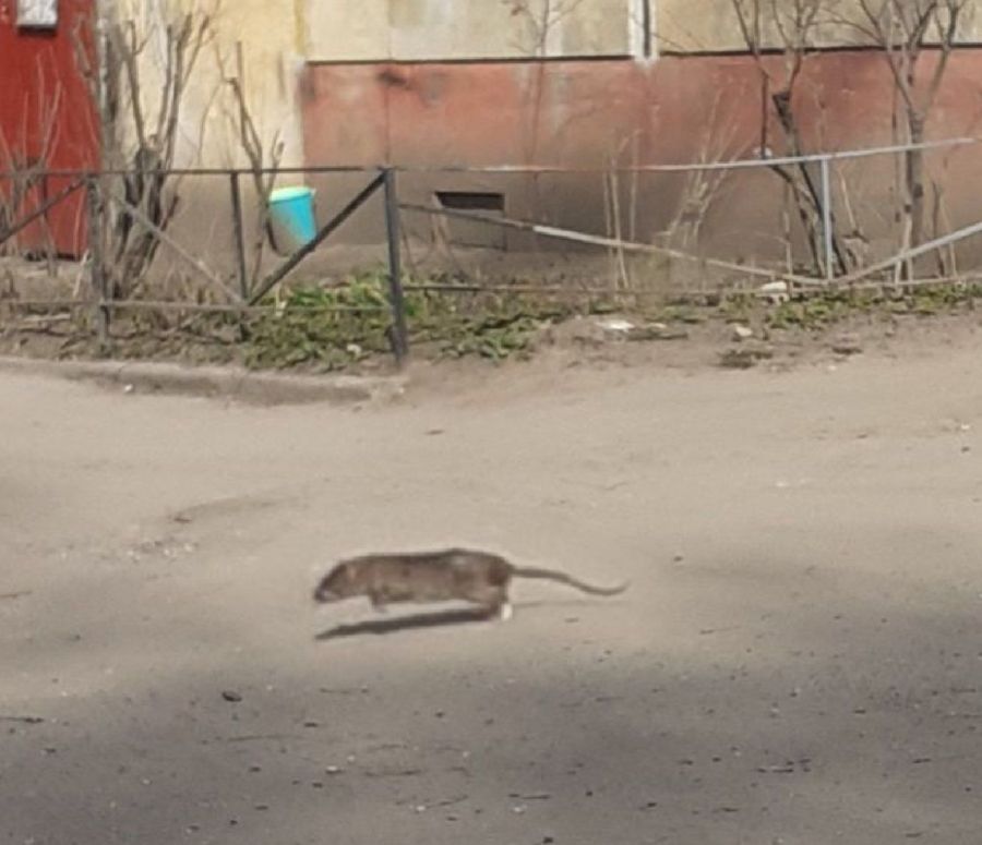 Полчища крыс грозят захватить школу в Костроме