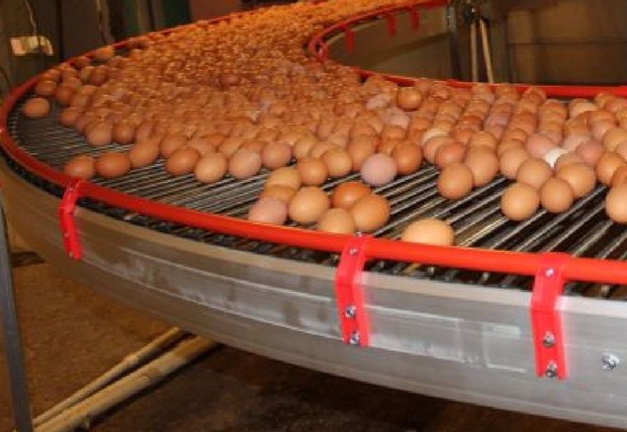Костромская область бьет все рекорды по яйцам