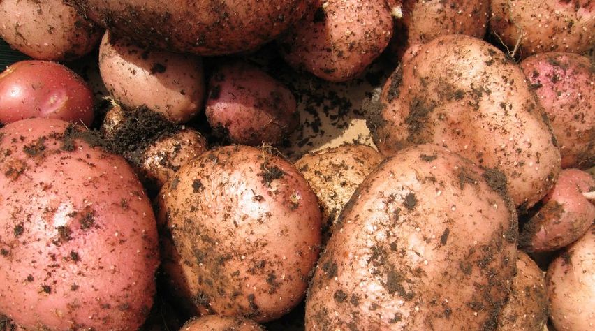 Костромич научился выращивать 2 тонны картошки на одной сотке