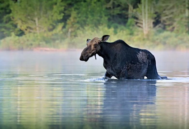 Костромского лося пришлось вытаскивать из реки трактором