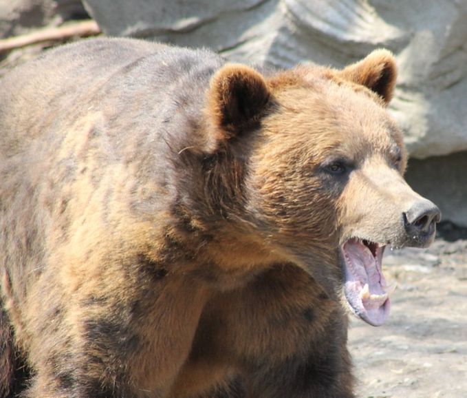 Огромный медведь бродит вокруг костромского посёлка и злобно рычит